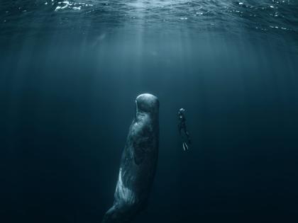 sperm whale and freediver