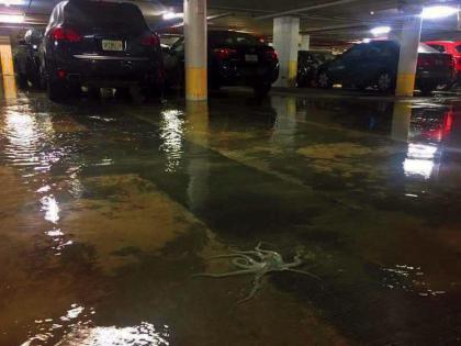 Octopus on floor of flooded Southeastern Florida parking garage
