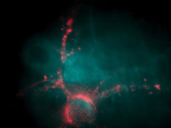 Genetic alterations allow researchers to observe the electrical firing of a neuron (pink) as a flash of light, detectable by specially modified optical microscopes.
