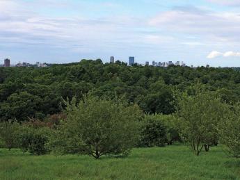 Views of Boston from the arboretum's Peters Hill 