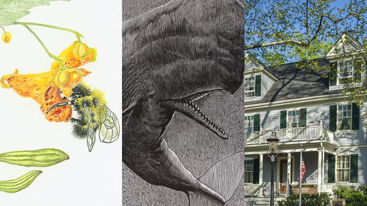 Three images, from left: illustration of a bee in a yellow flower, a black and white illustration of a whale, and the front of a white colonial house