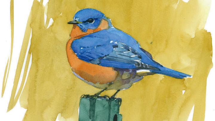 Barry Van Dusen’s watercolor of an Eastern bluebird, as described. by Henry David Thoreau