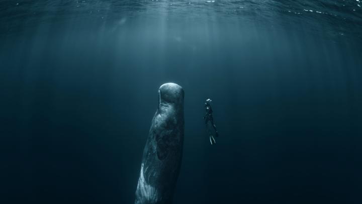 sperm whale and freediver