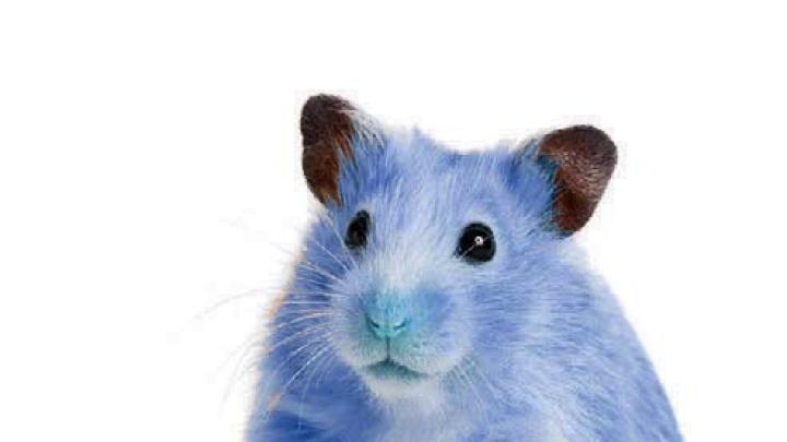 Photograph of a pet hamster, dyed Yale blue, for a humor piece about Yale admissions