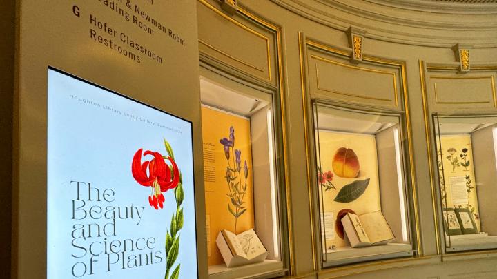 Botanical works from Houghton’s collections displayed in the renovated lobby’s display cases for a summer exhibition