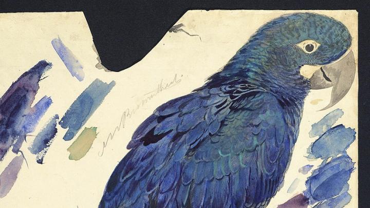 Edward Lear’s watercolor of an Indigo Macaw, now known as Lear’s Macaw (<em>Anodorhynchus leari</em>), at Houghton Library
