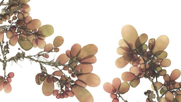 The wrack at your feet, made lovely: Josie Iselin&rsquo;s photograph of <i>Botryocladia pseudodichotoma, </i>sea grapes, from San Clemente Island, California