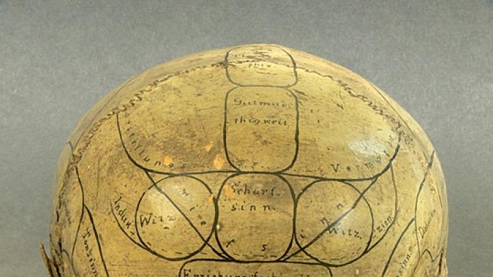 Phrenologists held that the specific site of bumps on the  skull, as marked on this nineteenth-century specimen, helped indicate a subject’s cognitive or moral strengths and weaknesses by revealing the volume of brain area beneath each one. 