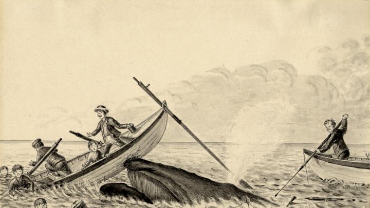 “The Harpooned Whale in rising to ‘blow’ comes up under one boat staving in the bow and throwing the occupants into the water. The second boat is continuing the pursuit while the crew of the first clings to the craft until rescued by the schooner.”