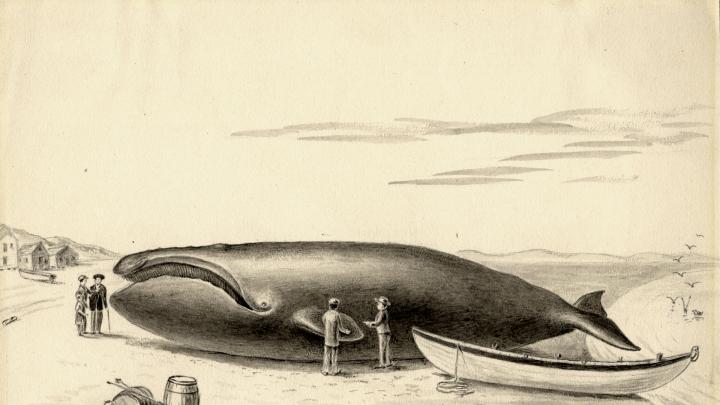 “The Whale was finally killed by a lance thrust, towed to the shore and left high and dry by the falling tide.”