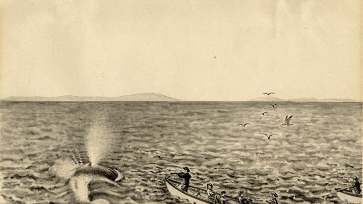 “This shows the use of the shoulder gun firing a bomb lance and also the exact appearance of a spouting Whale when seen close at hand. This method of whaling was used by the Provincetown whalers in the pursuit of Finback Whales in Massachusetts Bay.”