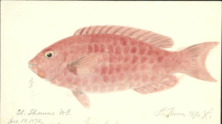 Blake's watercolor of a fish collected near St. Thomas on the 1871-1872 <i>Hassler</i> expedition.