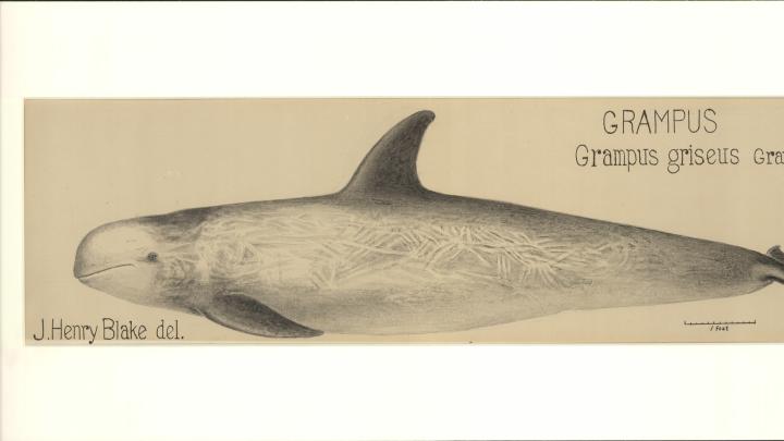 James Henry Blake's drawing of a grampus whale, now known commonly as Risso's Dolphin.