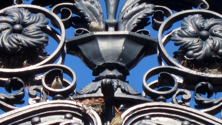 Sparrows build a nest amid the foliate ornament of the Morgan (Class of 1877) Gate along Massachusetts Avenue. The gate leads to the rear entrance of Widener Library. 