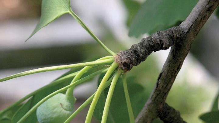 Ginkgo (male) (Ginkgo biloba) - Heritage Fruit Trees