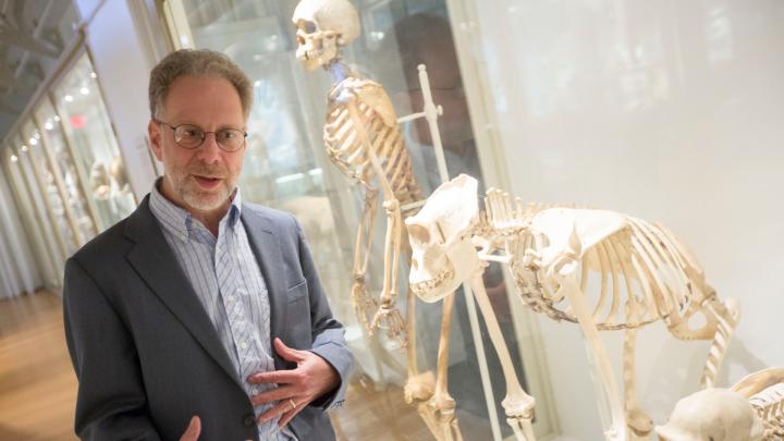 In his new book, <i>The Story of the Human Body,</i> Lerner professor of biological sciences Daniel Lieberman—shown with skeletons of a human being, an Eastern gorilla, and a chimpanzee at the Harvard Museum of Natural History—discusses major evolutionary developments and the relevance of our evolutionary heritage in relation to our problems today.