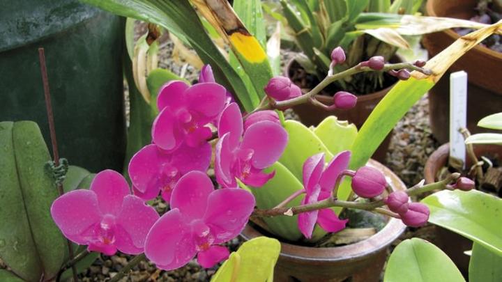 The Wellesley College greenhouses offer winter pleasures like this fuchsia moth orchid.