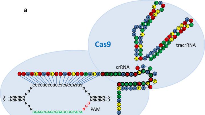Another genome-engineering method uses a system called CRISPR-Cas, in which an RNA molecule binds to a DNA target and recruits Cas9, a protein that cuts DNA.